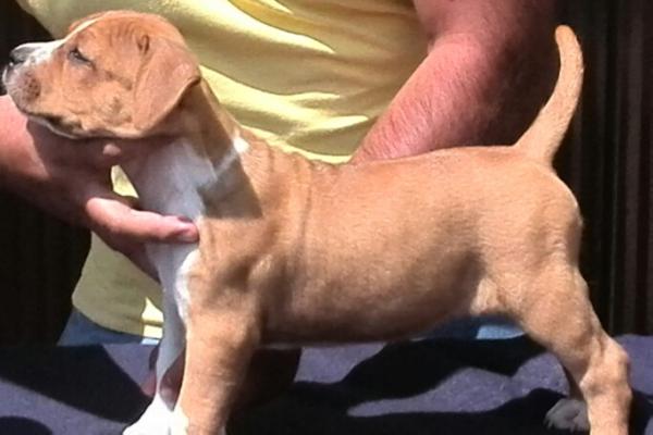 flotta's cayenne | American Staffordshire Terrier 
