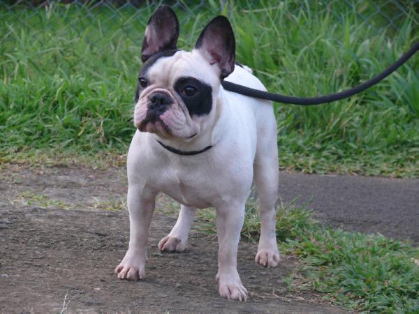 Hamarocka Skoda | French Bulldog 