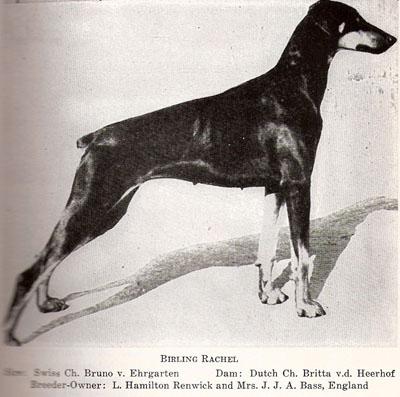 Birling Rachel | Black Doberman Pinscher