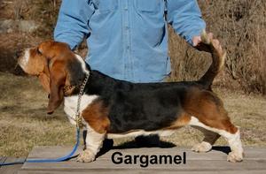 Gargamel Moravia Bray | Basset Hound 