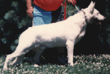 Hoofprint Midnight Too | White Swiss Shepherd Dog 