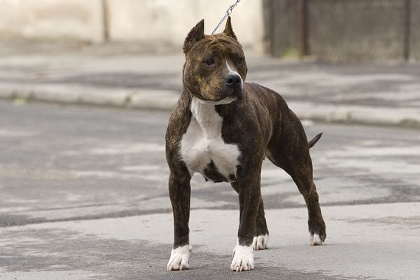 Thunder Rock`s Liberty | American Staffordshire Terrier 