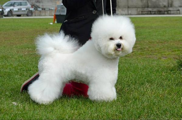 Royal Frise Alfi | Bichon Frise 