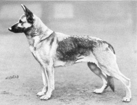 Ada von der Tatkraft | German Shepherd Dog 