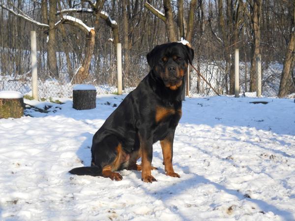 Ines Ar Pedim Line | Rottweiler 