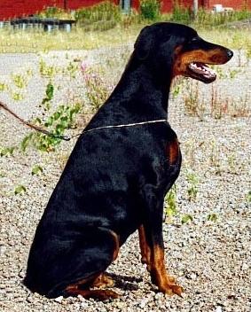 Toscanina's Tanah-Tatjana | Black Doberman Pinscher