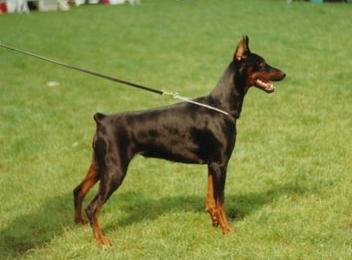 Ramonburg's Uria | Black Doberman Pinscher