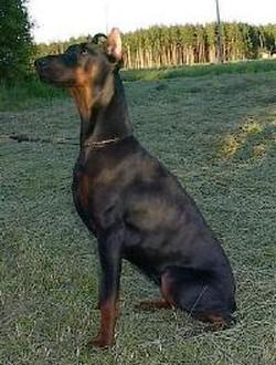 Ken-Ti's Zarina | Black Doberman Pinscher