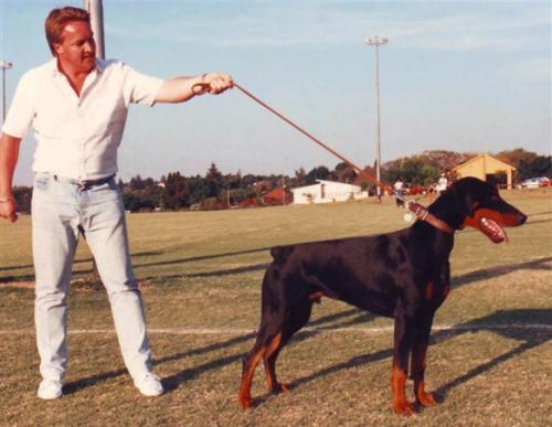 Odin v. Norden Stamm | Black Doberman Pinscher