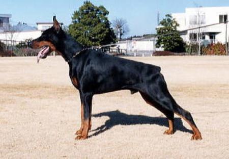 Alfa v. Adelbloed | Black Doberman Pinscher