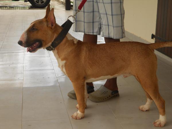 Trick Or Treat Happy Prince Wilde | Bull Terrier 