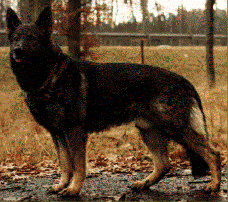 Oldo zur starken Eiche | German Shepherd Dog 