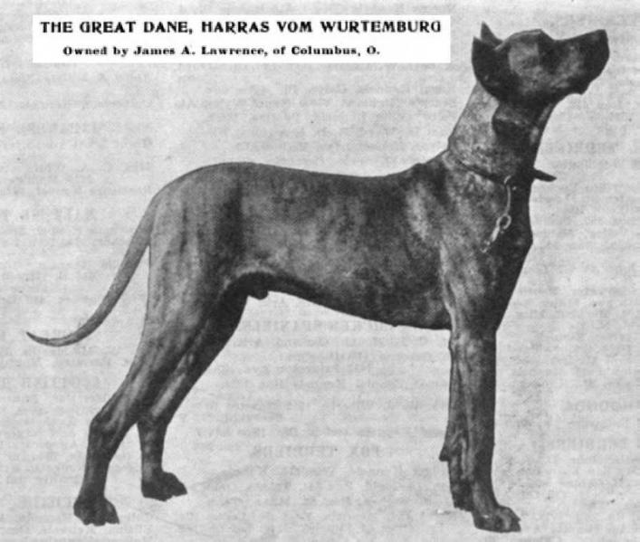 Harras vom Wurtemburg | Great Dane 