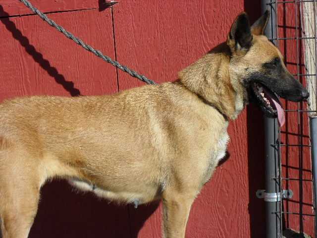 Kathy's Gypsy Isis | Belgian Malinois 