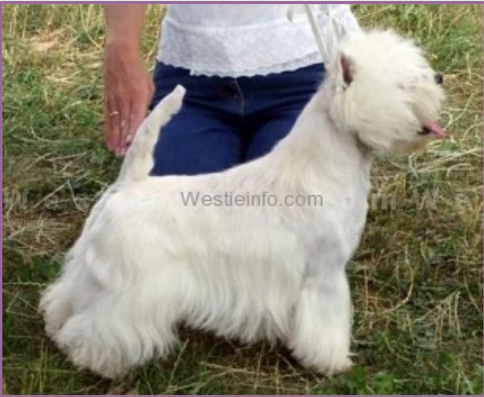 White Headline's Jumping Jack Flash | West Highland White Terrier 