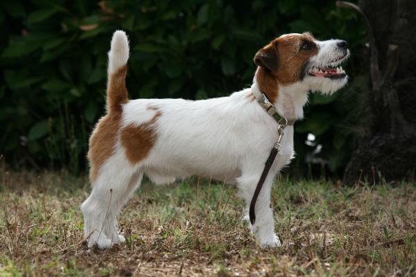 This is Diamond dell'Isola dei Baroni | Jack Russell Terrier 