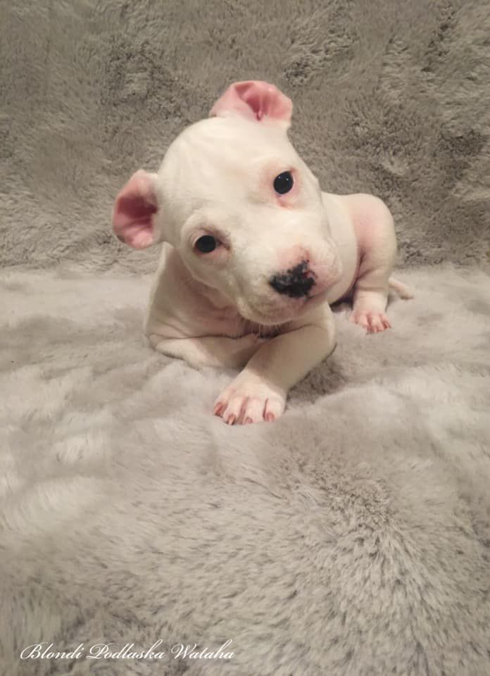 BLONDI Podlaska Wataha | American Staffordshire Terrier 