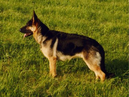 Akira Hohe Wart | German Shepherd Dog 