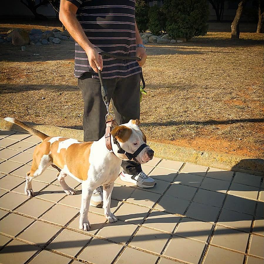 Ngorong Ngorong Sadath | American Staffordshire Terrier 