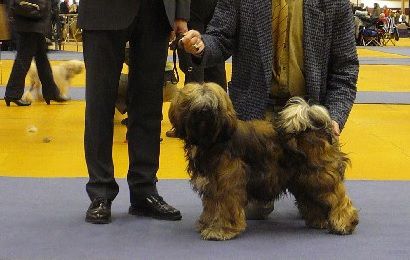 TINTAVON AMAZONIA | Tibetan Terrier 