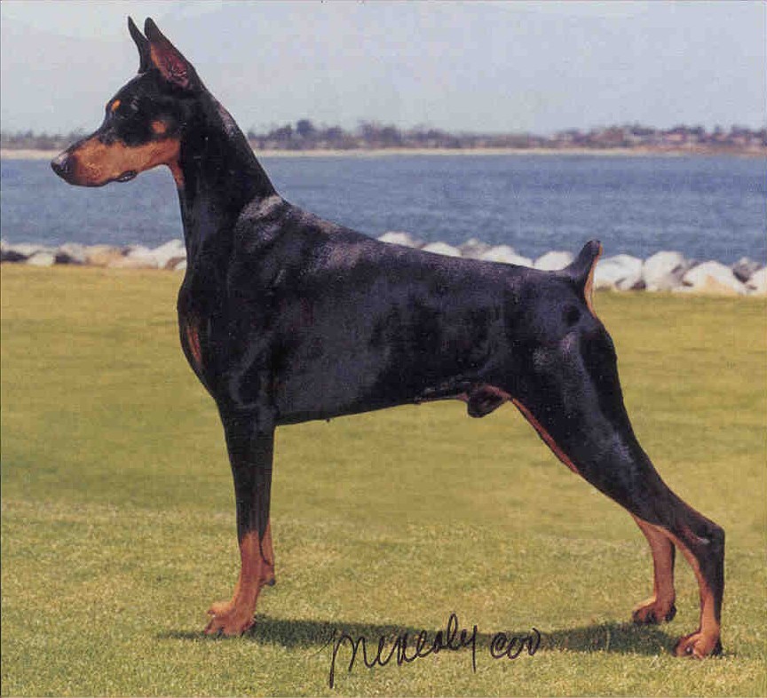 Soquel's Distant Thunder | Black Doberman Pinscher