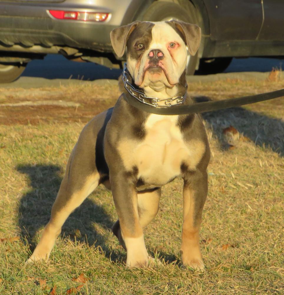 Nuyorican Bulldogges Khan | Olde English Bulldogge 