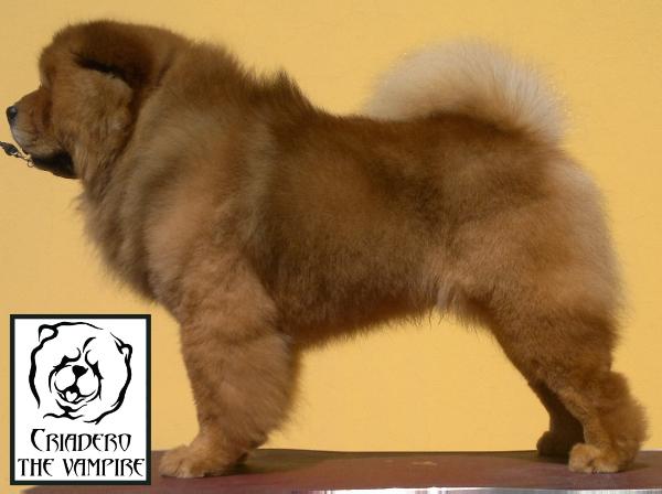 Genhis (Velasco) | Chow Chow 