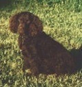 Kei-Rin's Foxfire | American Water Spaniel 