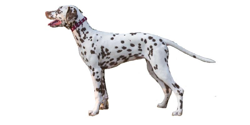 Angel´s Wood Nelari | Dalmatian 
