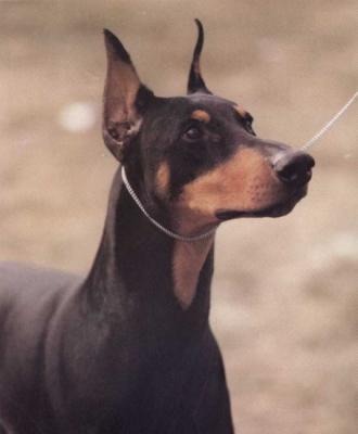 Barchet Fiddler on the Roof | Black Doberman Pinscher