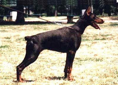 Barbika Barbie Renewal | Brown Doberman Pinscher