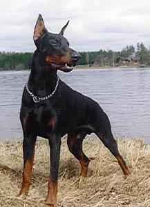 Hector v. Morosso | Black Doberman Pinscher