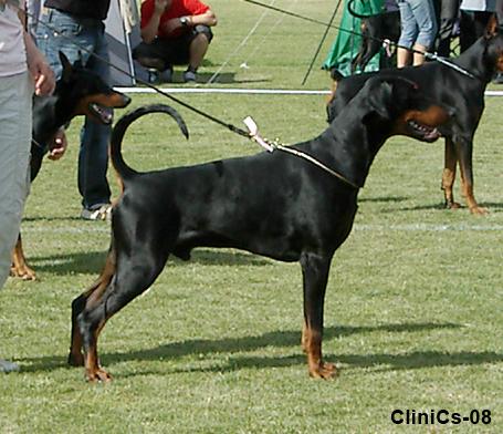 Kriegerhof Prinz Tinto | Black Doberman Pinscher