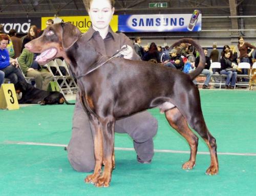 Kriegerhof Prinz Polo | Brown Doberman Pinscher