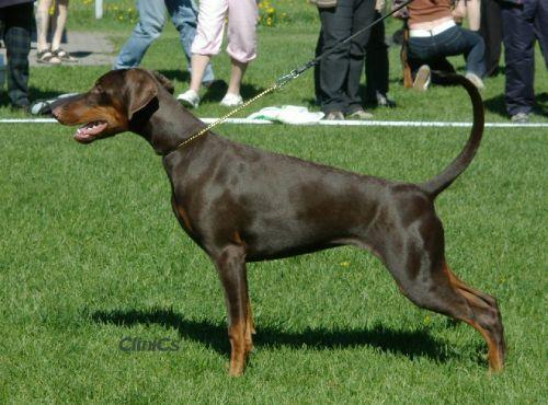 Kriegerhof Princess Phoebe | Brown Doberman Pinscher