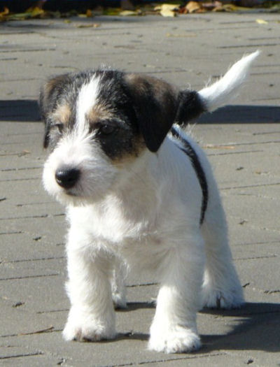 KARLO Colosseum | Jack Russell Terrier 