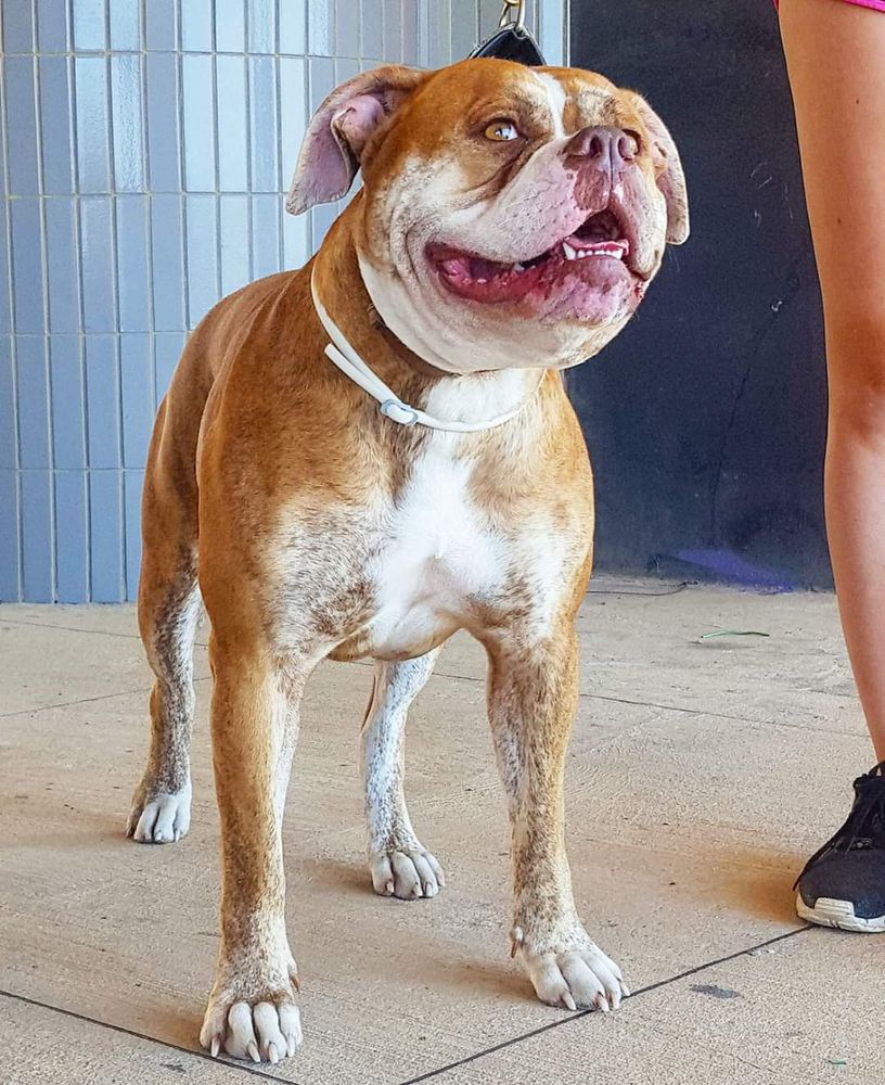 Real Bulls Ramsey of Pane's | American Bulldog 