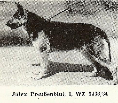 Julex Preußenblut | German Shepherd Dog 