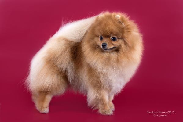 Romantic Sweet Vanilla | Pomeranian 