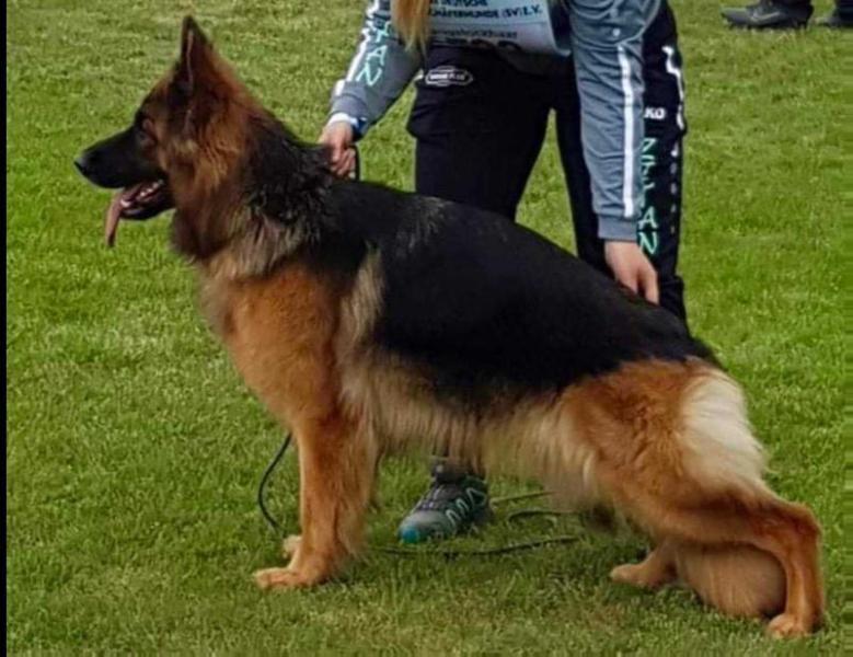 Que Sera Sera Wiking Aslaug | German Shepherd Dog 