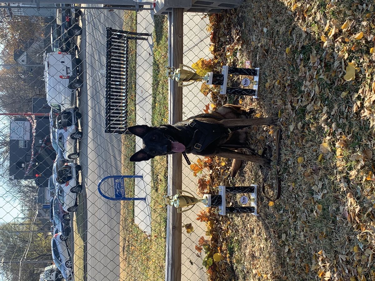 Dog Ranch's Rogue | Belgian Malinois 