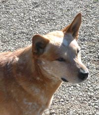 Cattlefarms Comanche | Australian Cattle Dog 