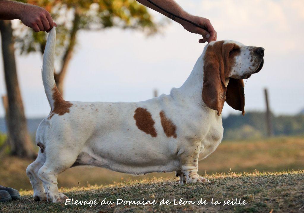 Oeuvre d'art du Domaine De Léon De La Seille | Basset Hound 