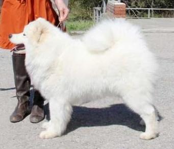 Lunnyi Veter Elven Miracle | Samoyed 