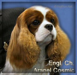 Aranel Cosmic | Cavalier King Charles Spaniel 