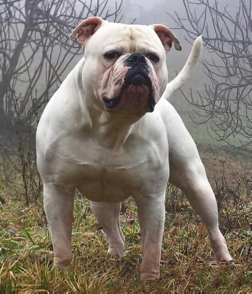 Massimo's Leonida | American Bulldog 