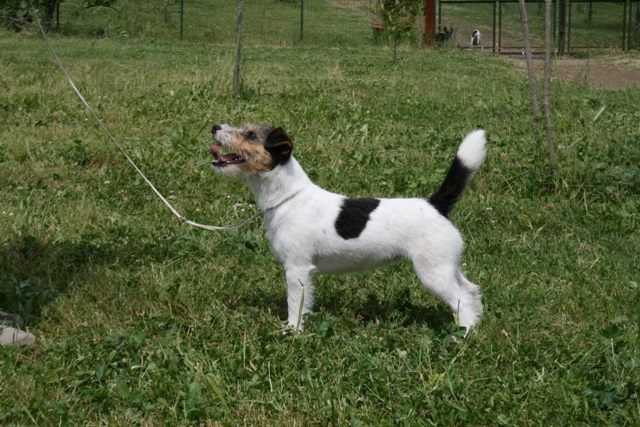 Gianna Nannini del Sacro Romano Impero | Jack Russell Terrier 