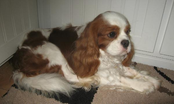 Alba Acres Zak | Cavalier King Charles Spaniel 