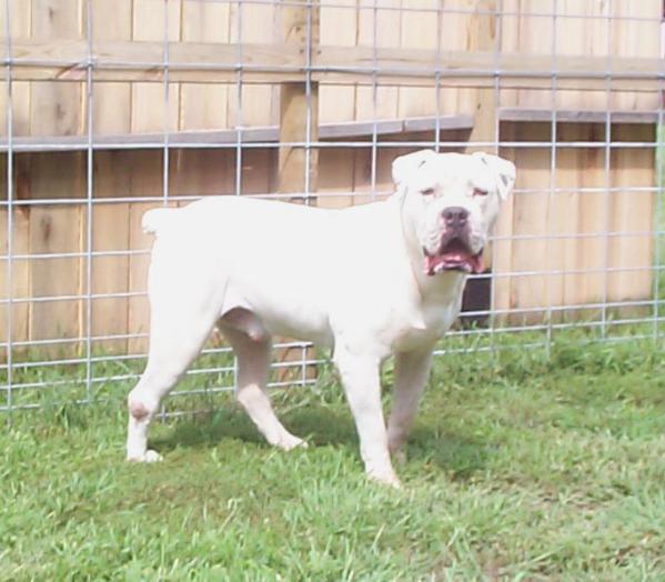 Sander's/Hines Bishop | Olde English Bulldogge 