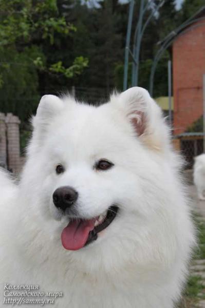 Dorian Spring Daniel | Samoyed 